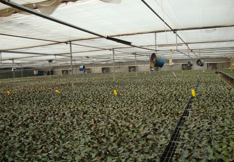 溫室大棚工程水蜜桃在线视频观看陽光板